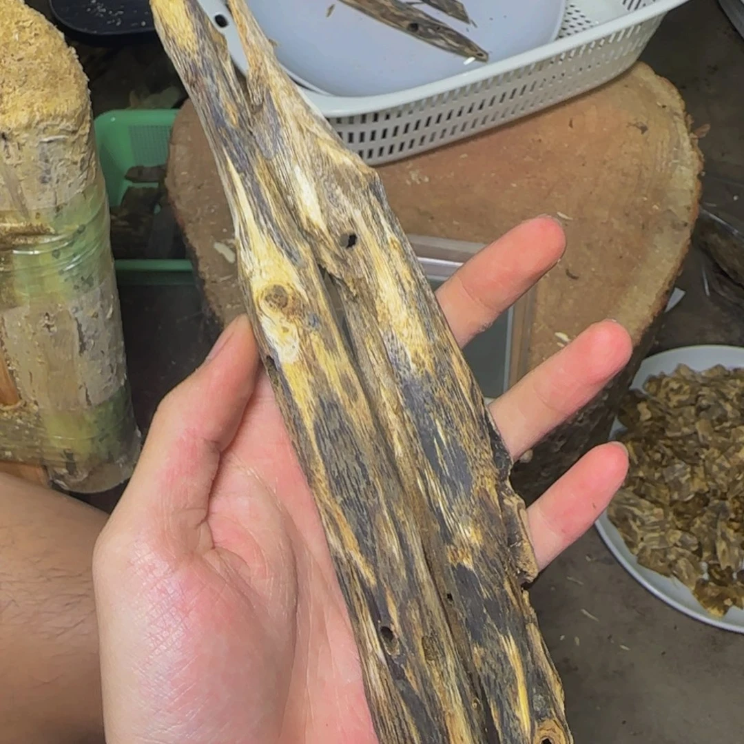 沉香虫漏摆件发一份