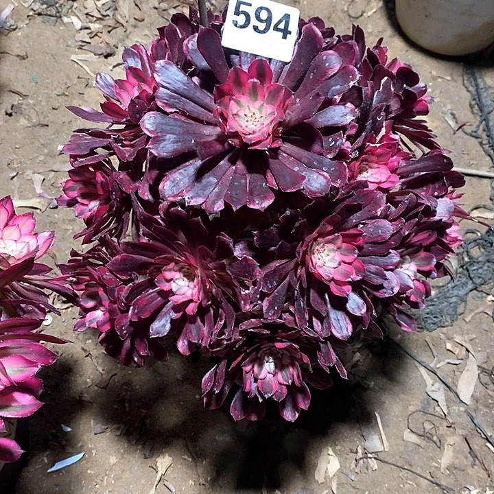一**年法师植物一物一拍594
