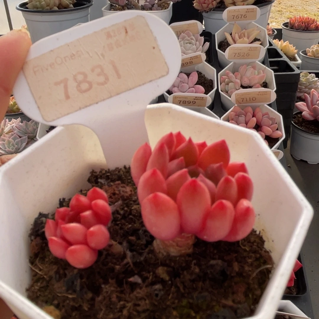 鸡血红宝石7831-4.5厘米