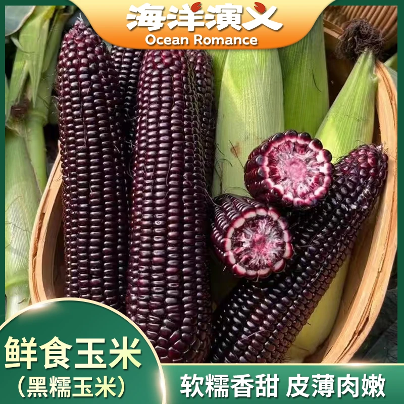 【精选】海洋演义 鲜食玉米（黑糯玉米）250g/支*10支 Q