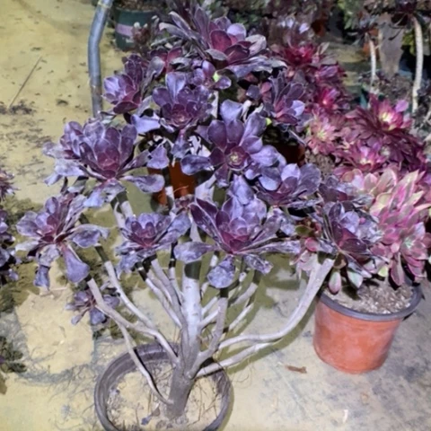 圆叶多肉植物069