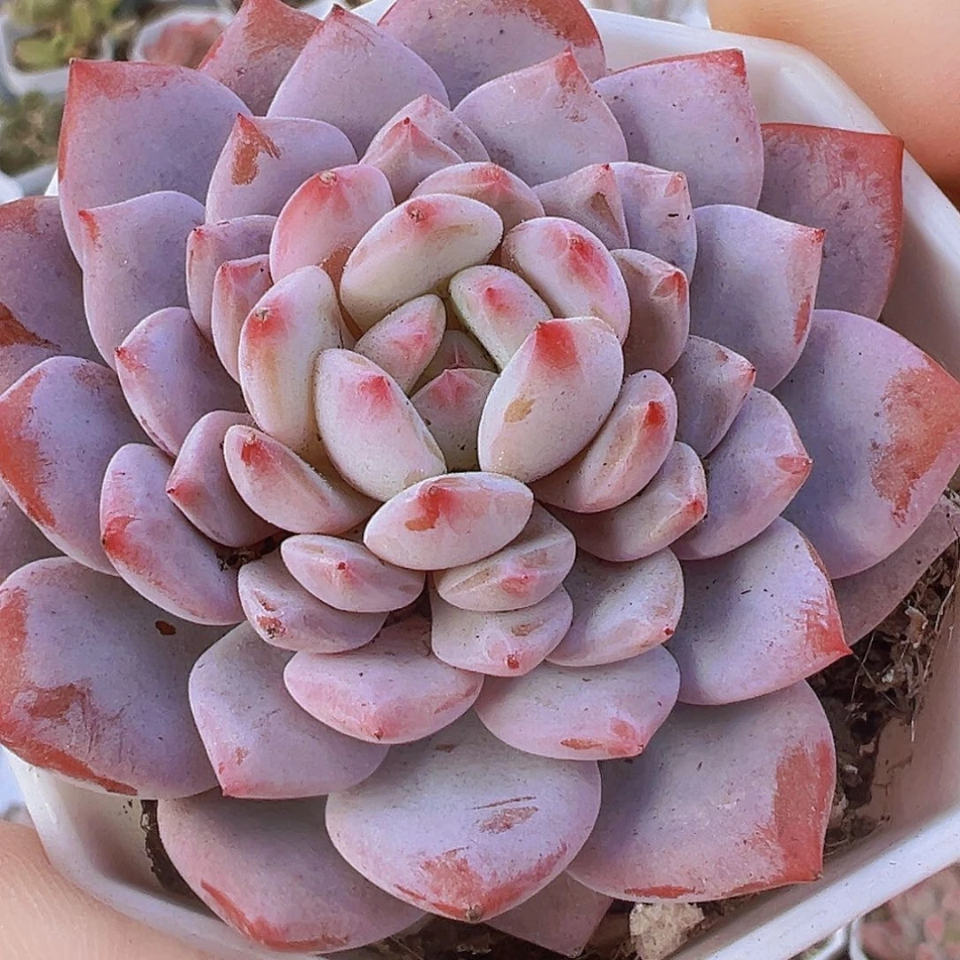 大玉芙蓉19包邮多肉