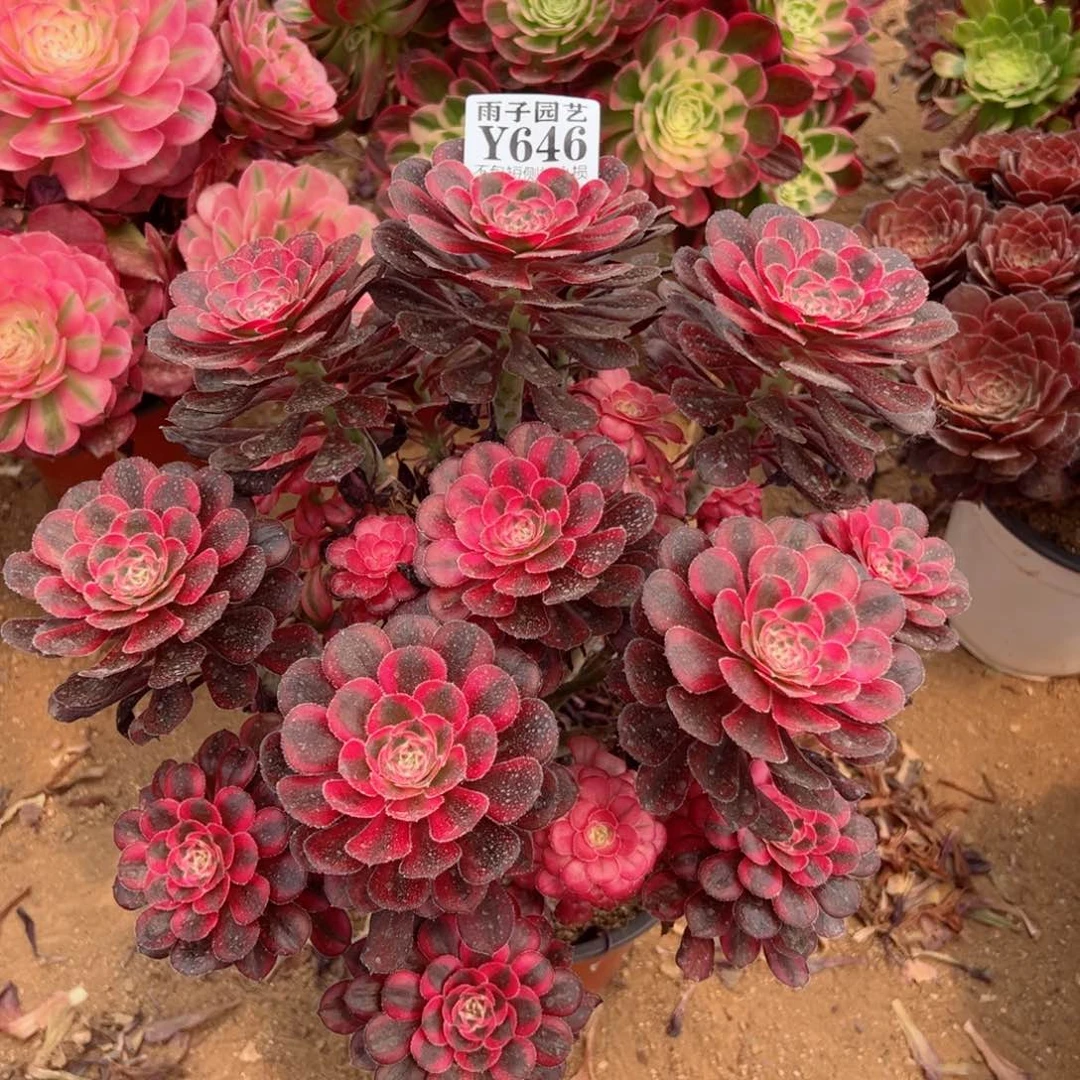 張***✨647香奈儿尺寸20左右