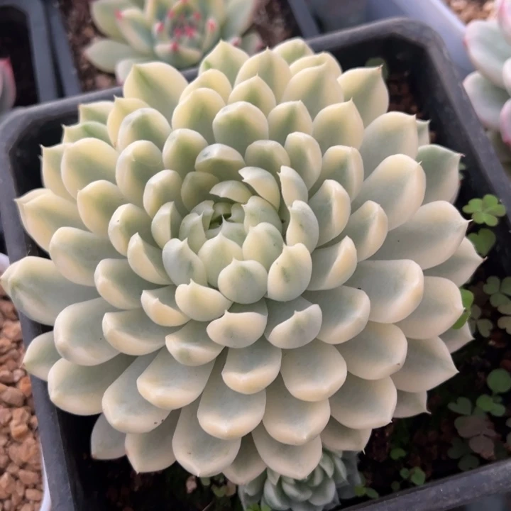 香草月影锦一物一拍锦龙