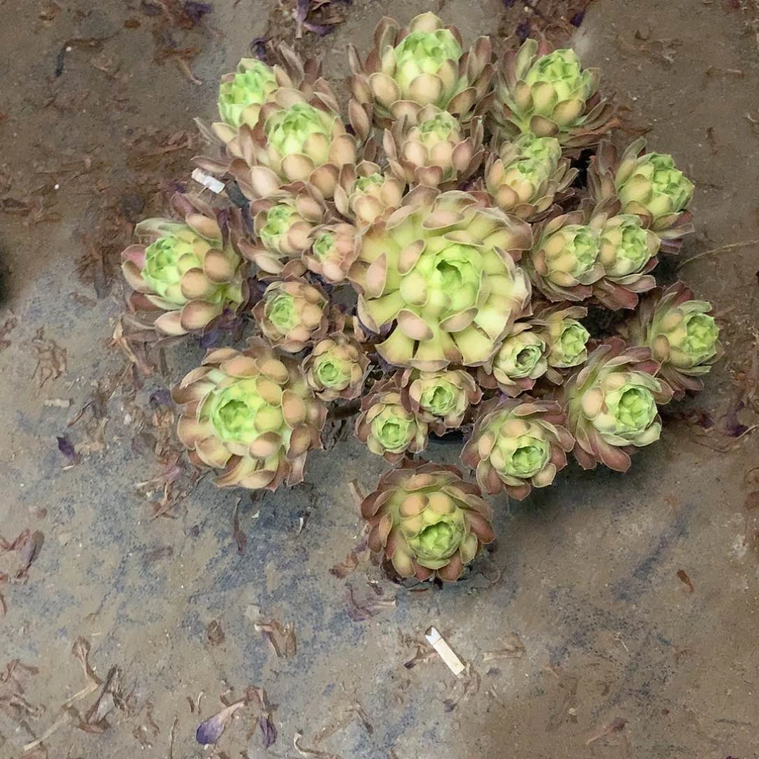 多肉多肉多肉韶华101