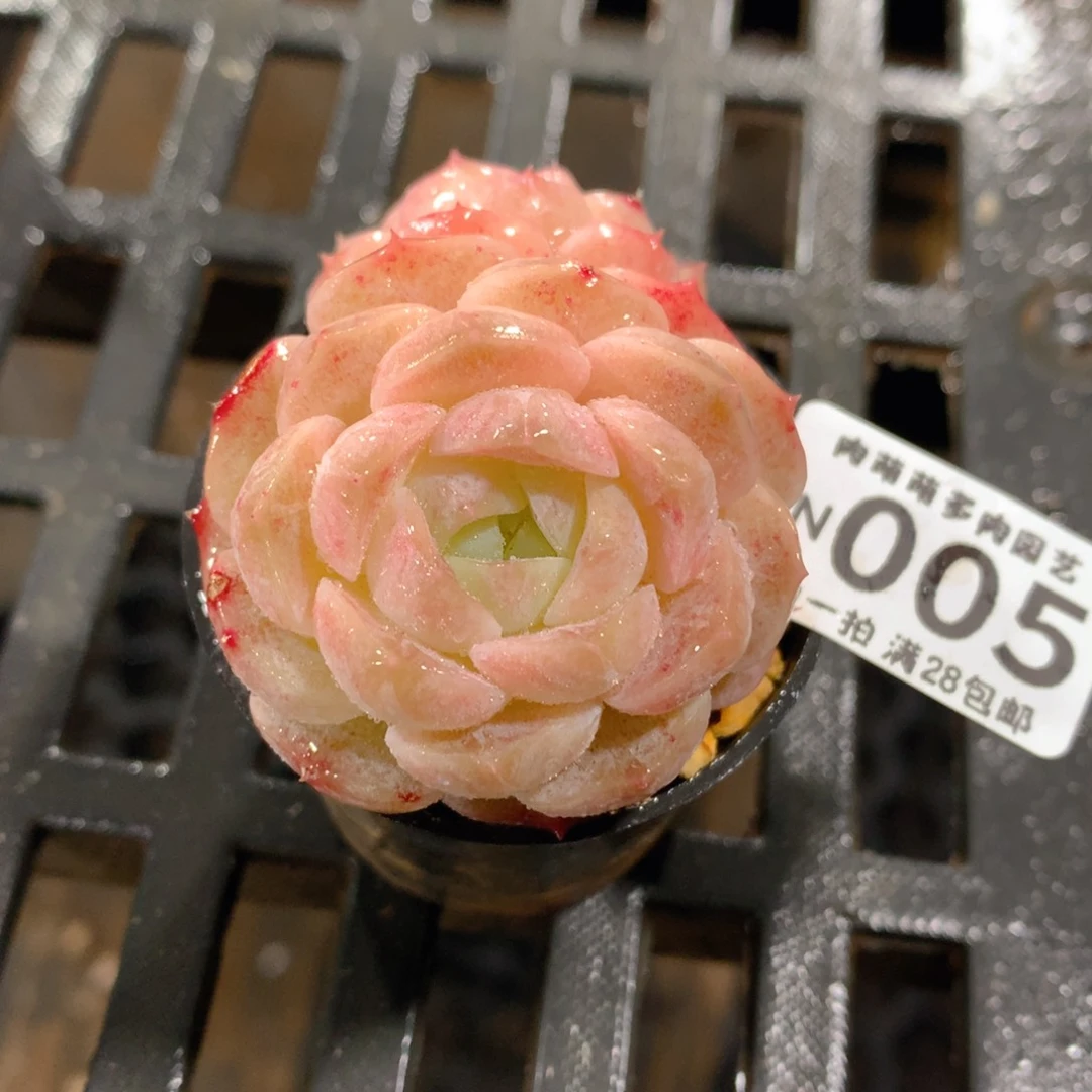 肉萌萌拇指盆精控多肉ZN005