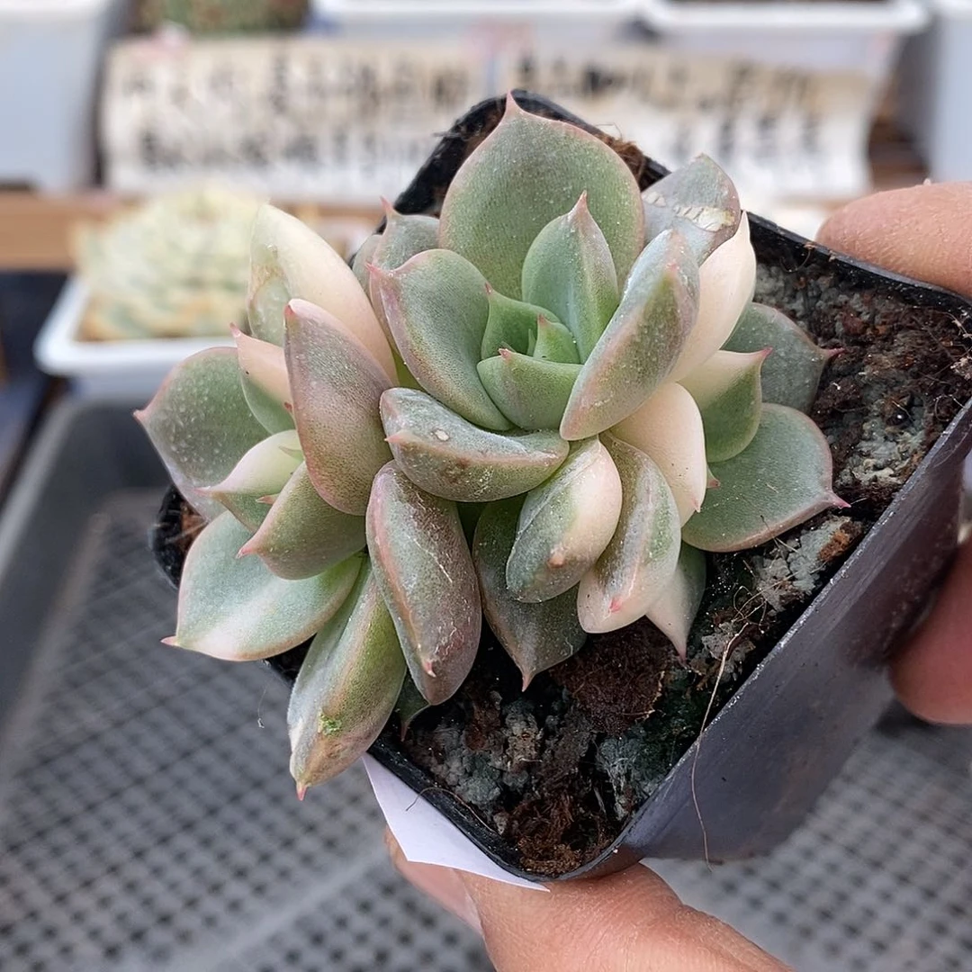 2731 贝加尔湖花脸锦 7 天后发货