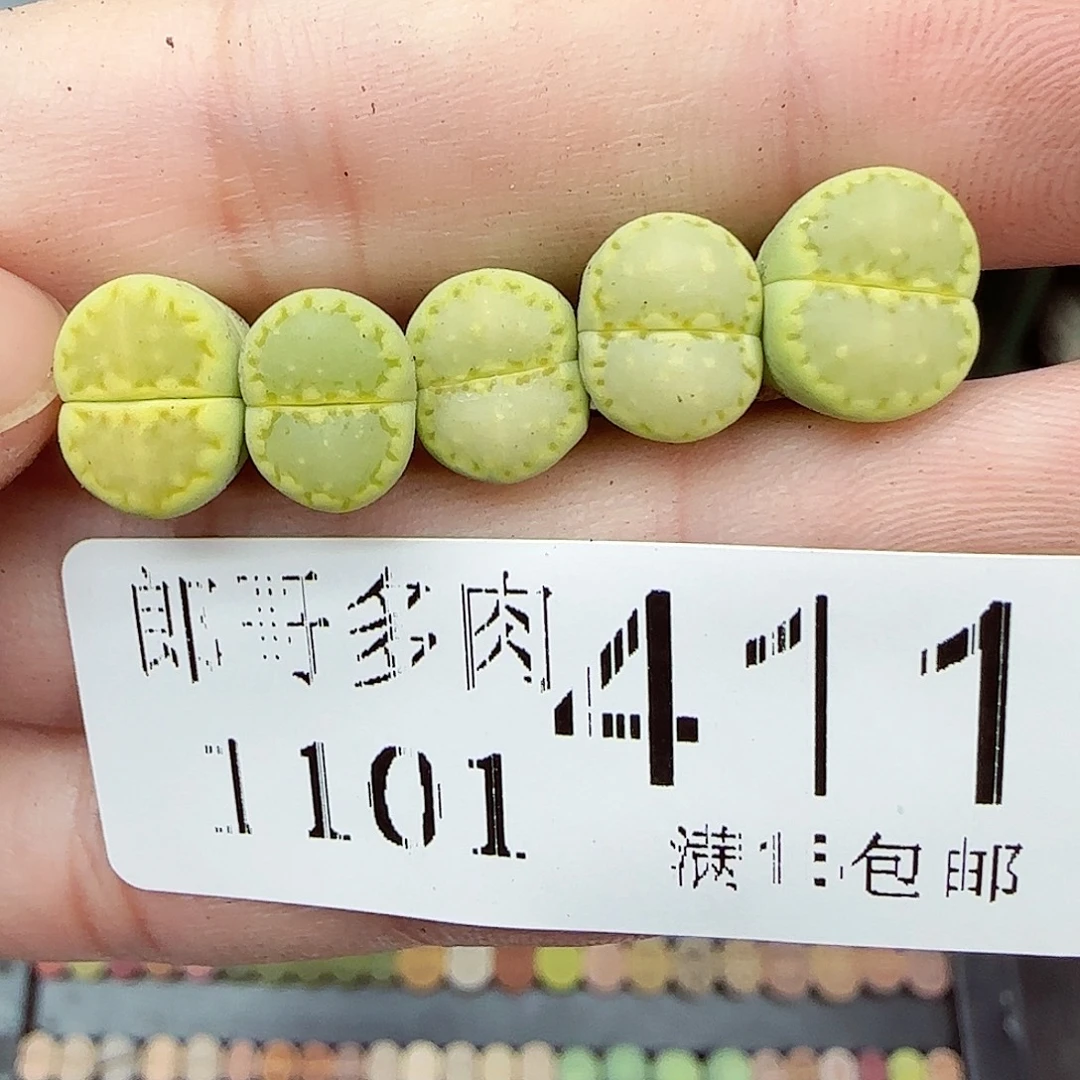 满满18包邮1101-411