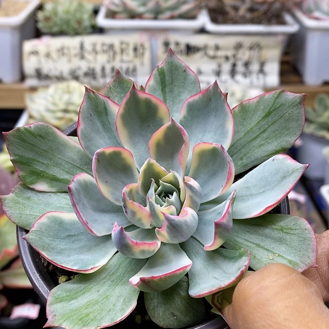 13171 阿美星覆轮锦