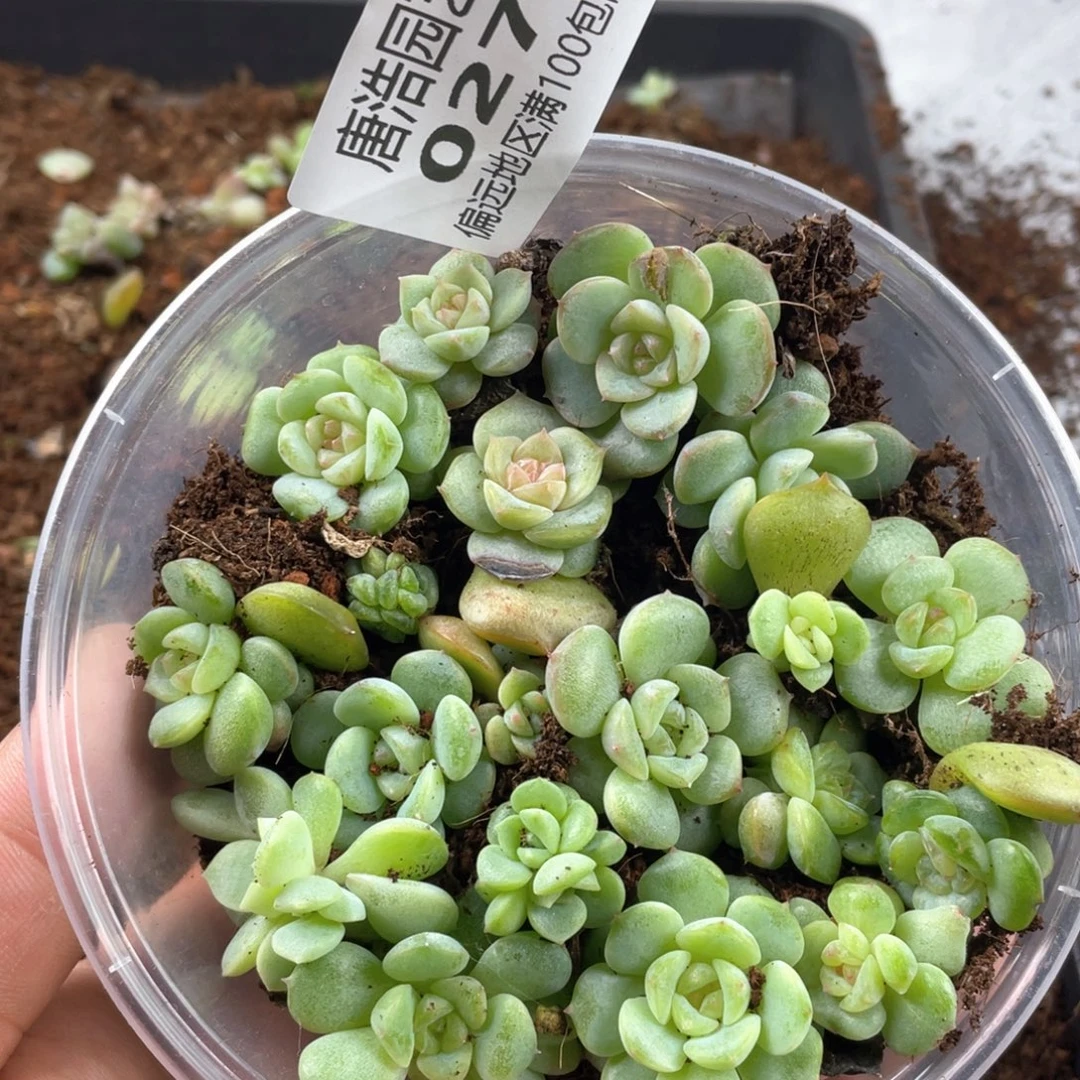 糖心珍妮混一物一拍027