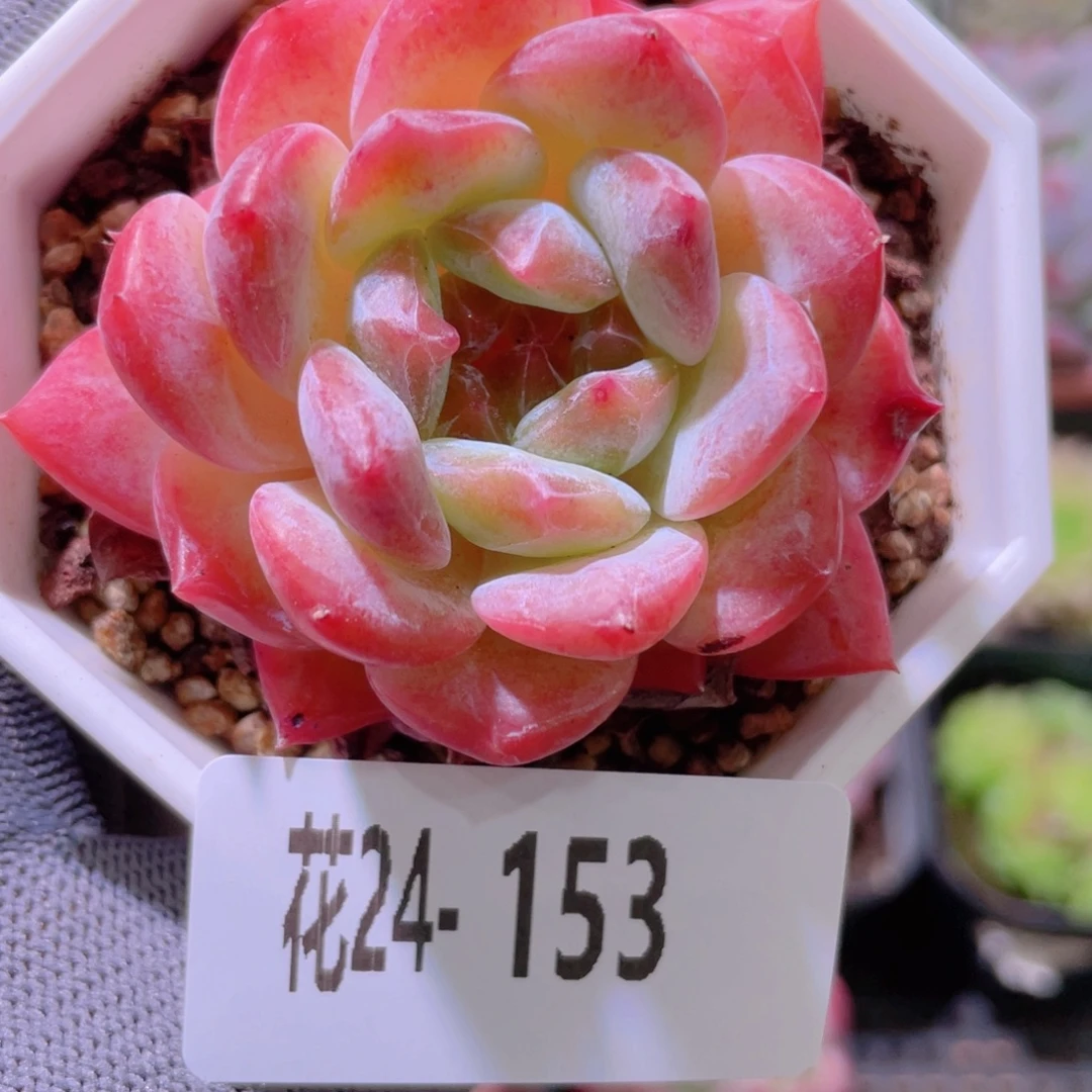 花利美24-153颜霜