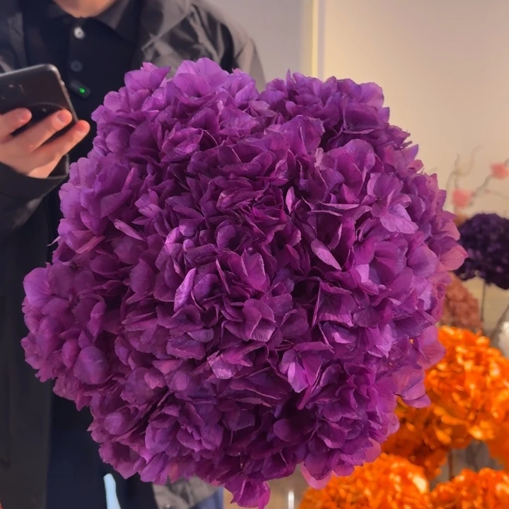 漂色永生大叶绣球1枝 深粉紫