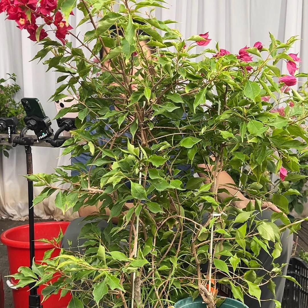 当前无花栽培后可以开花紫红桑巴带竹一棵