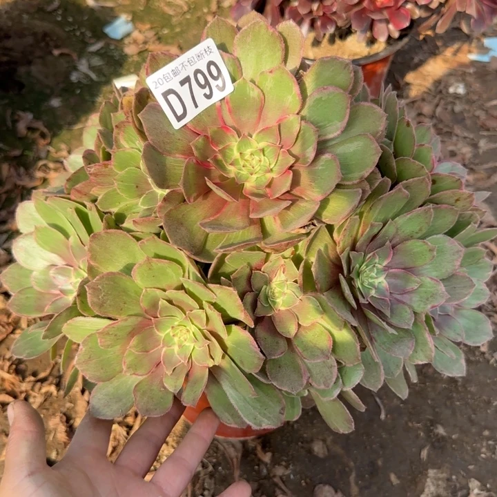 莲花座……多肉植物……