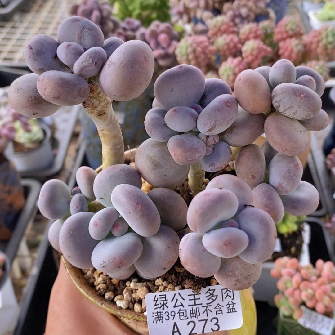 大叶奶散拼11cm273多肉植物