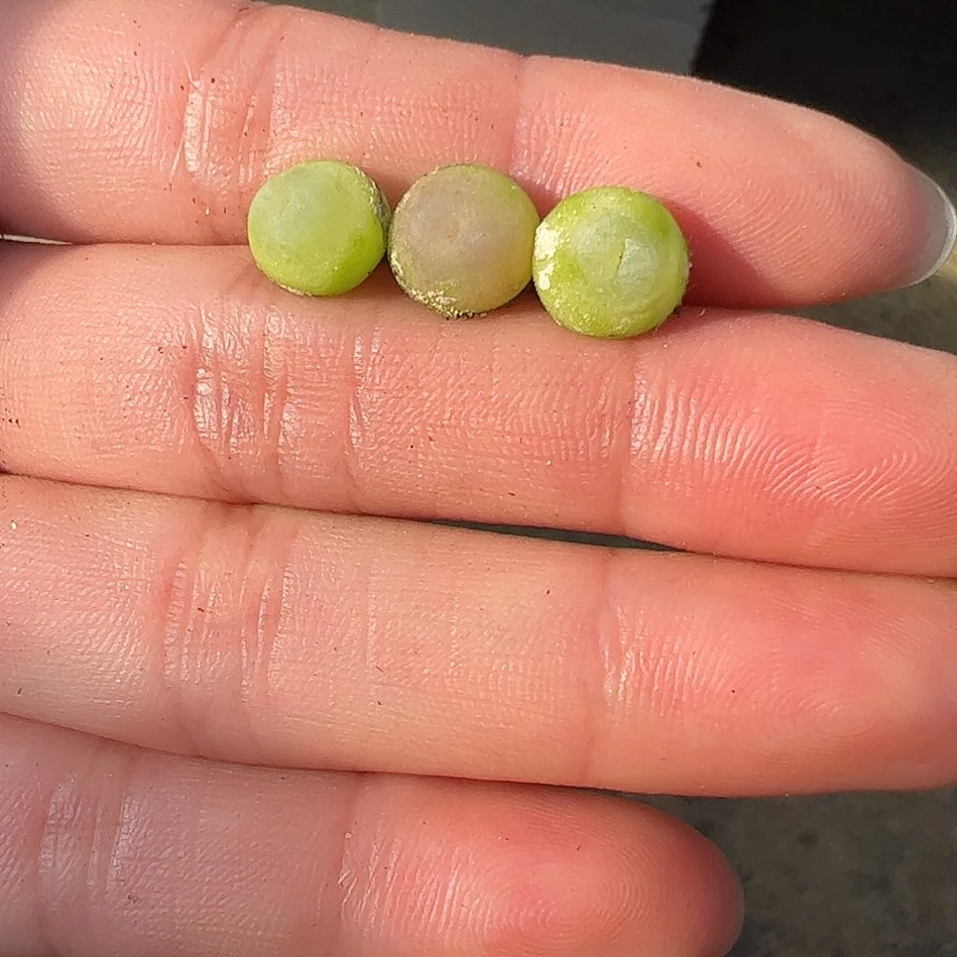 0000量拍日系红皮拉登3颗尺寸0.7上下