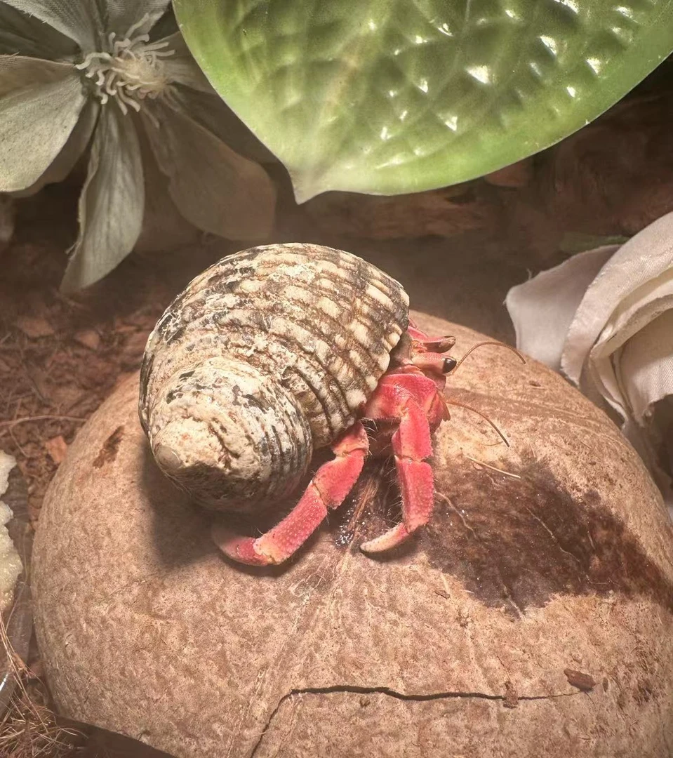 寄居蟹宠物小豆丁寄居蟹活体观赏蟹送礼蟹儿童节礼物桌面萌宠