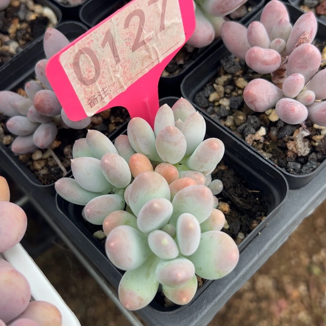 溜溜球群的植物多肉