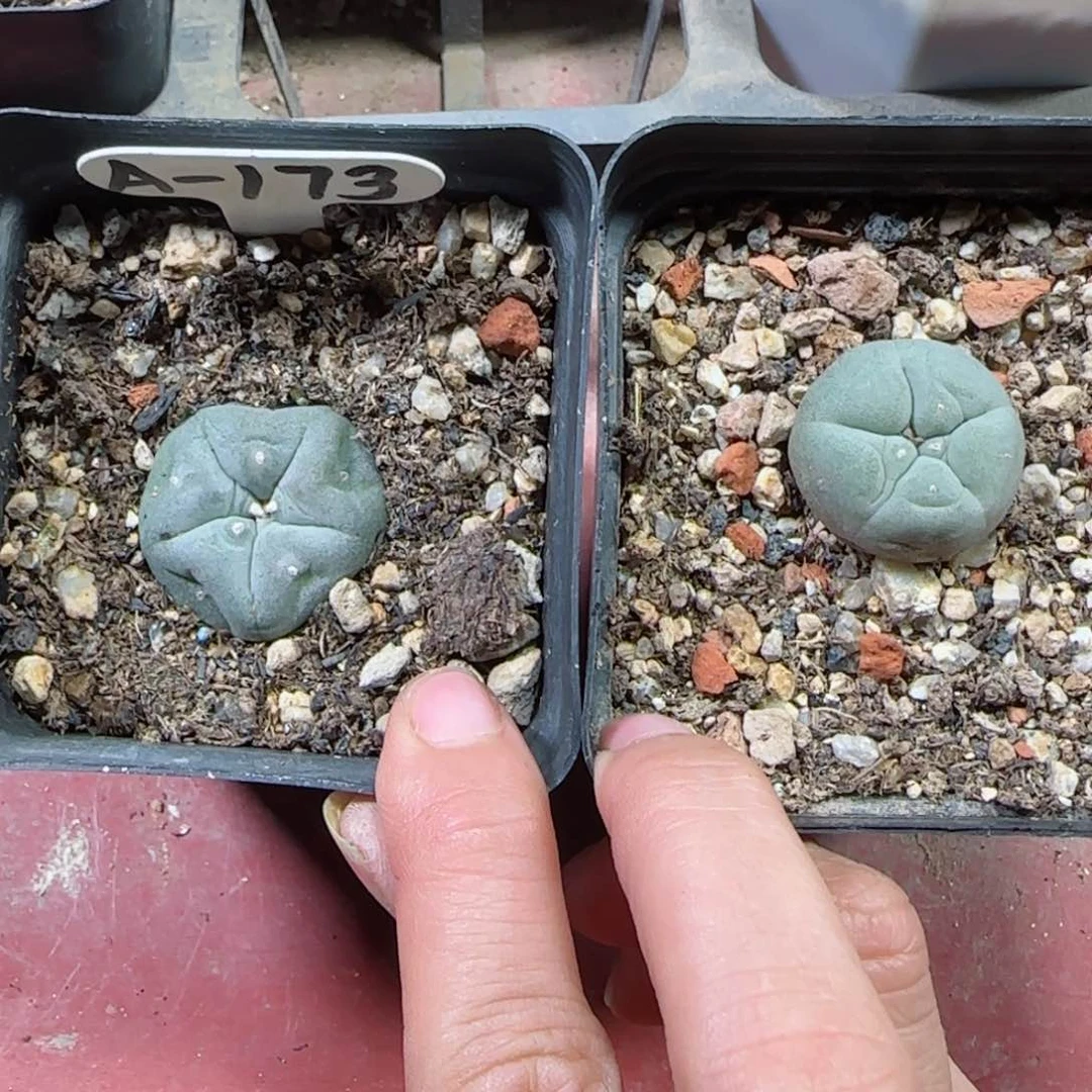 A173实生草球两颗多肉