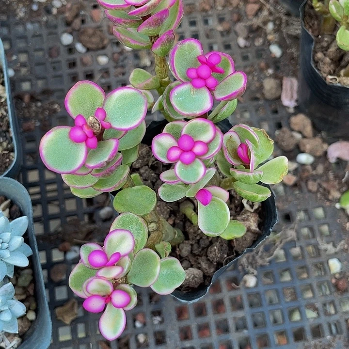 雅乐之舞2.8带盆