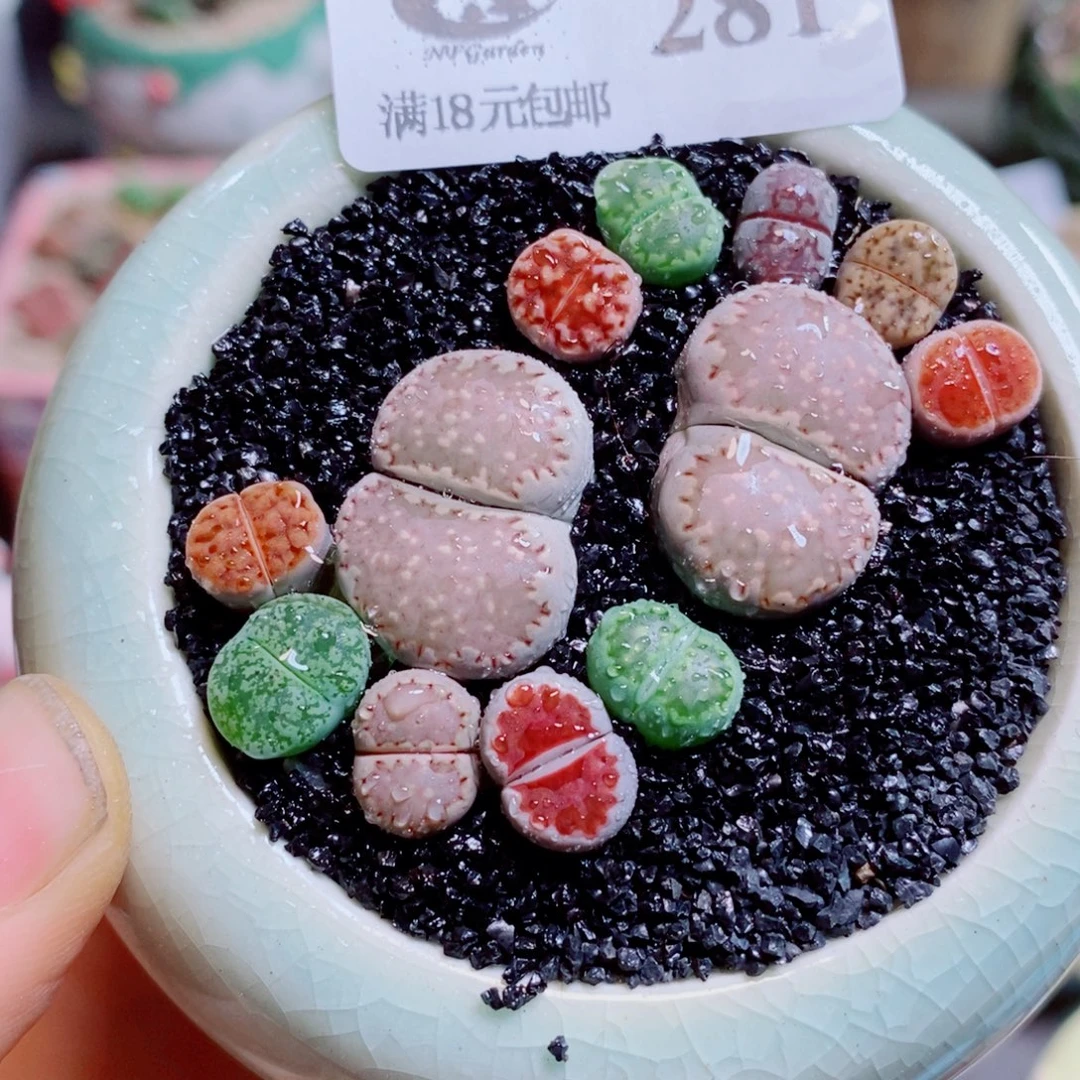 生石花花花花花花281
