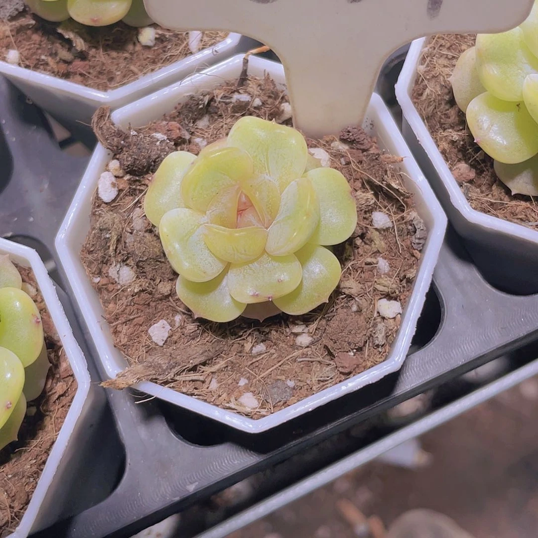 初****?白恋a027一物一拍