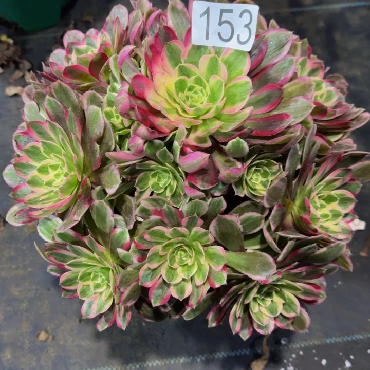 孔雀翎15300000000