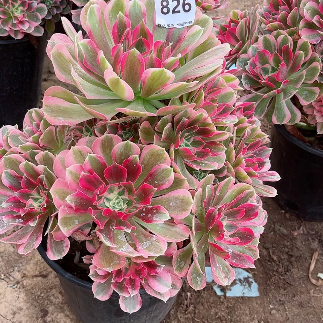 无花朵多肉植物826