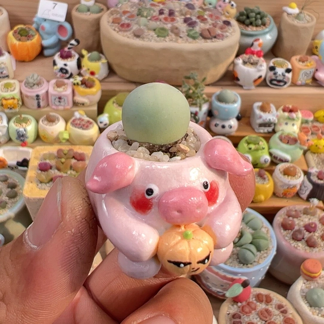 多肉植物9号鸽子蛋带盆