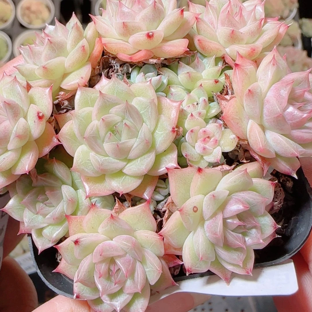 花语逸镜1114-293散