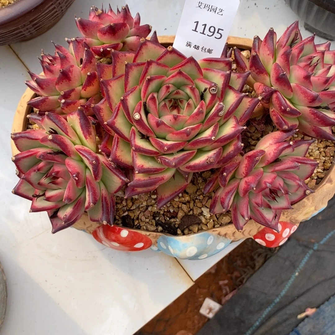 糯****白桃群生多肉多肉1195