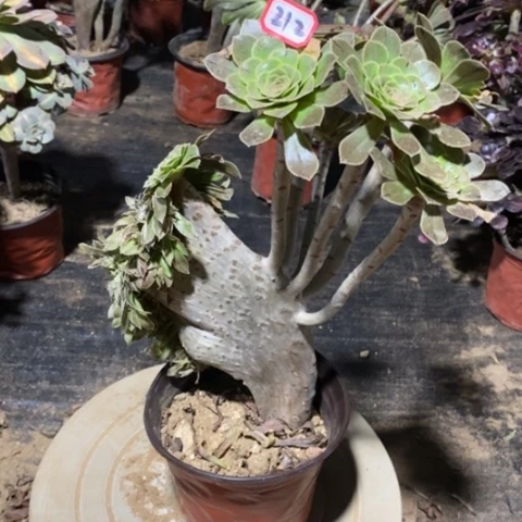 原始绿缀一物一拍