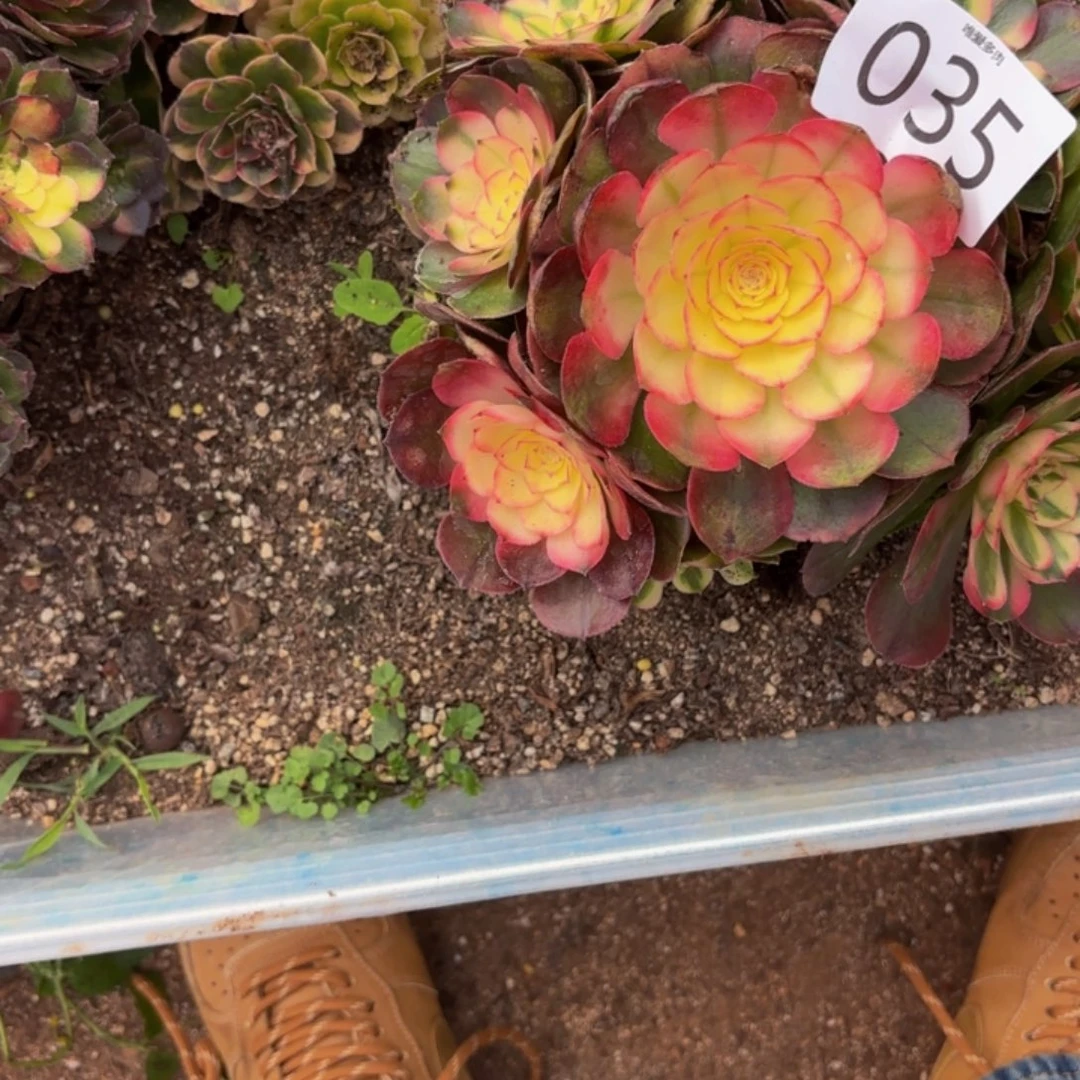 哈哈多肉植物福利035