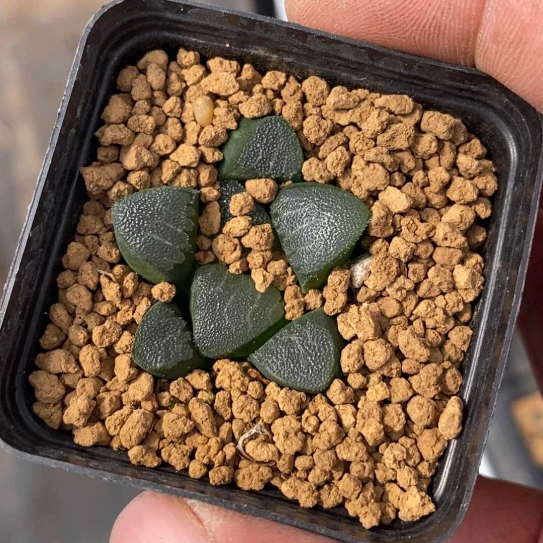 1135 一颗克苗。超级福利