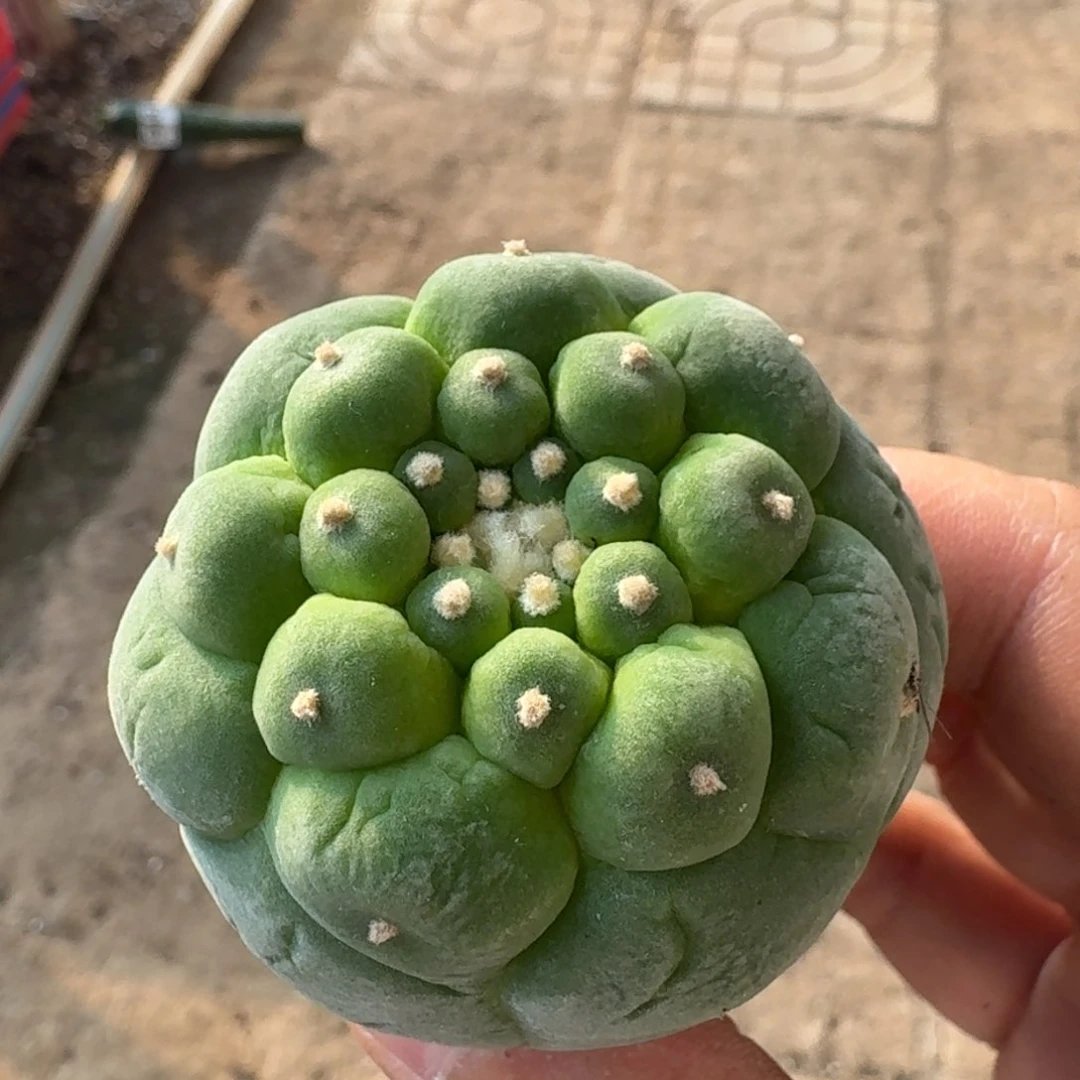 【闪购商品】༄****大尤鲜860