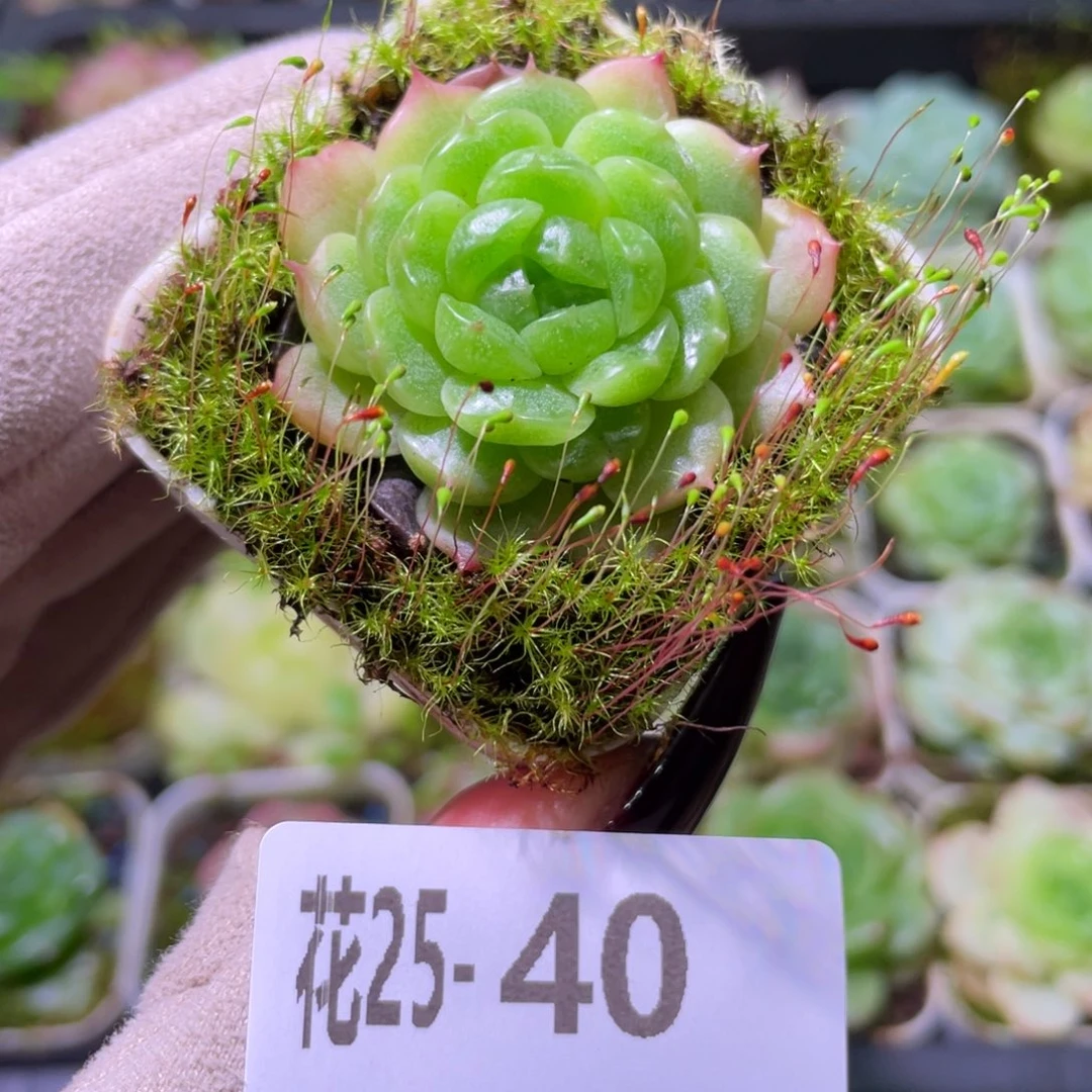 花利美25-40新品珍妮