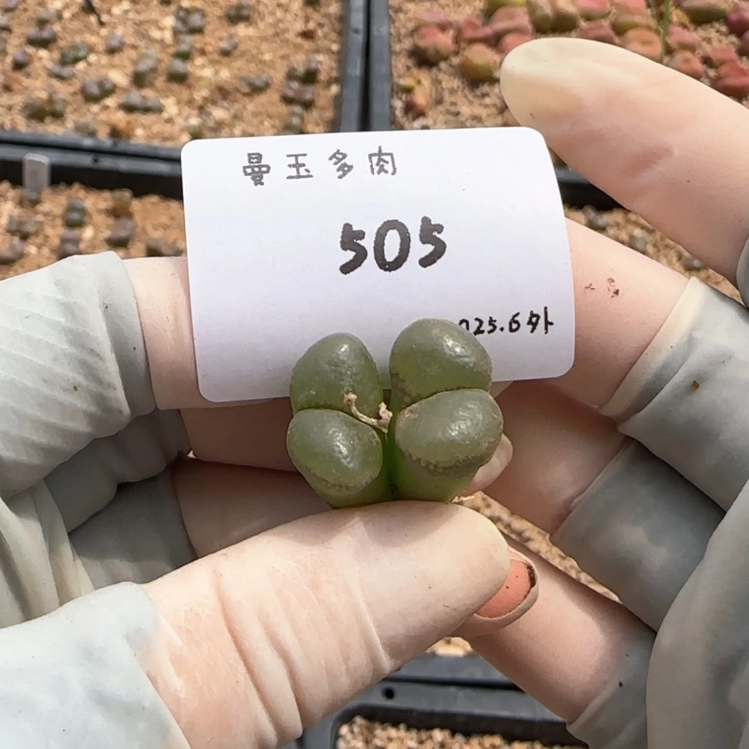 ❣️****多肉多肉多肉6.5-505