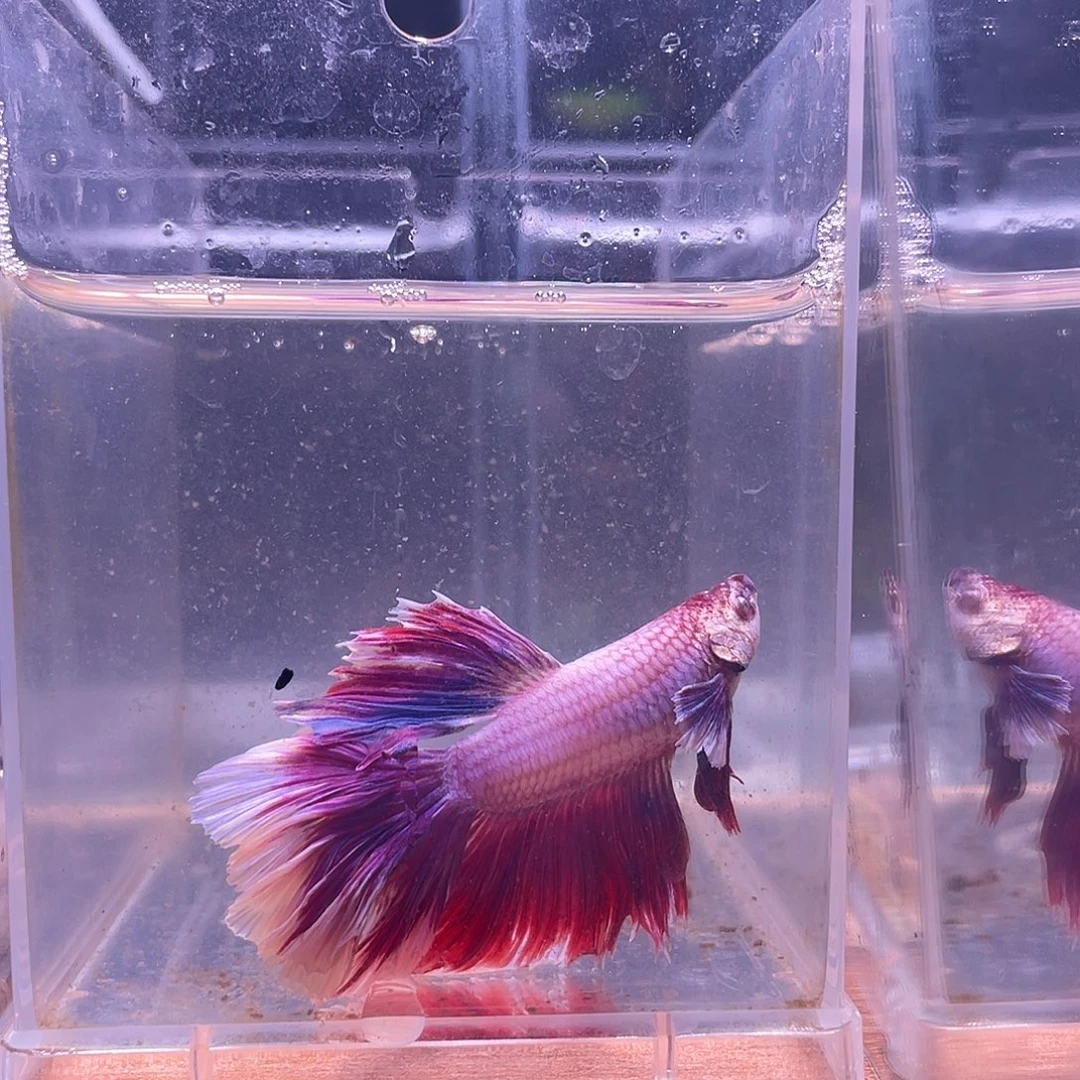 斗鱼可博泰斗092549