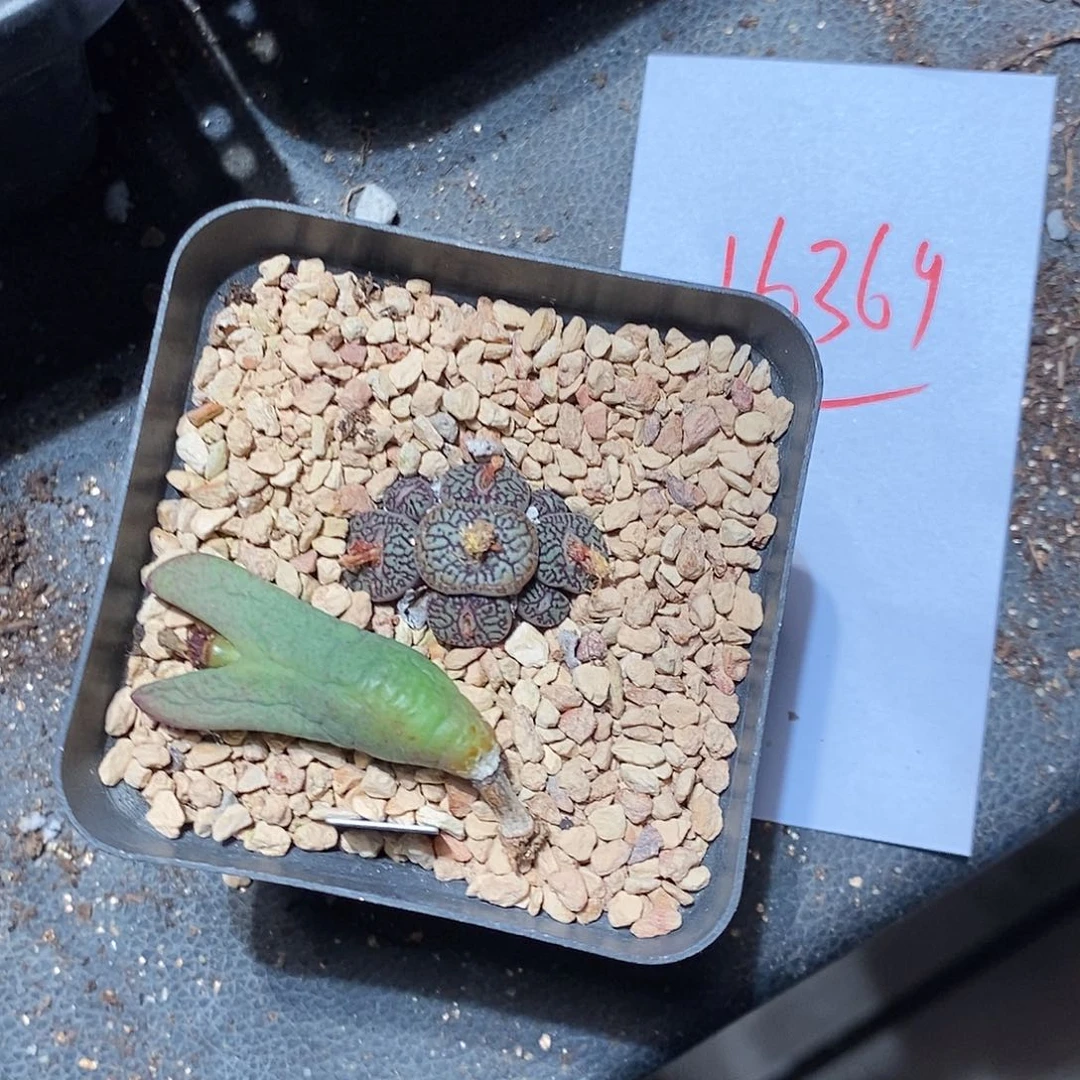 欧***小16369。  一组。 一组。