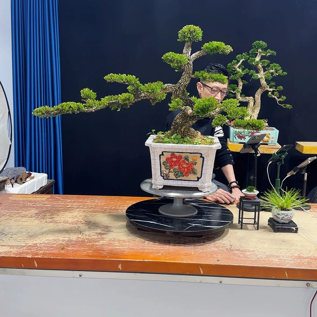 黄杨室内室外盆景艺术