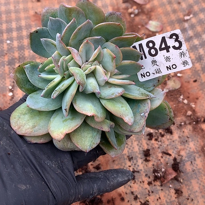 白凤缀化 多肉植物 9.23号后发货