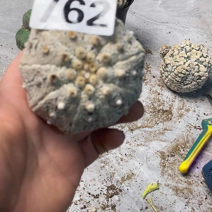 完全开放762v兜仙人球