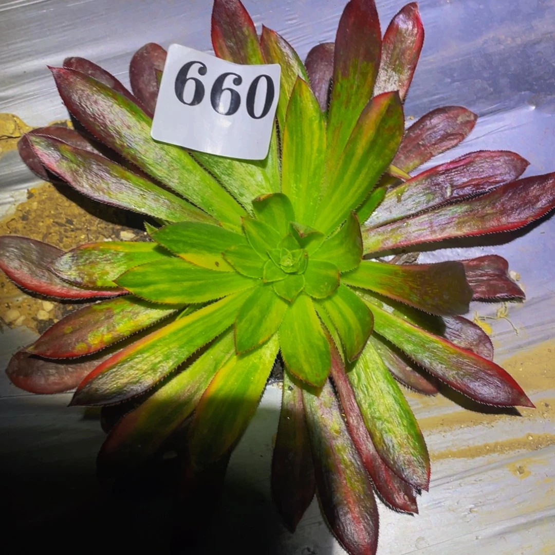 蒙***雨孔雀七彩多肉植物660