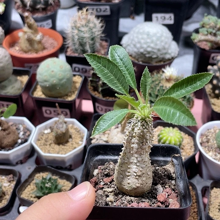 124新种琉桑块根植物