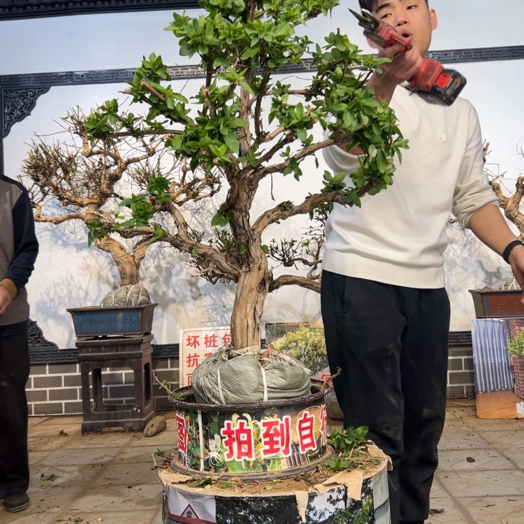 无花朵金银花开花3958888