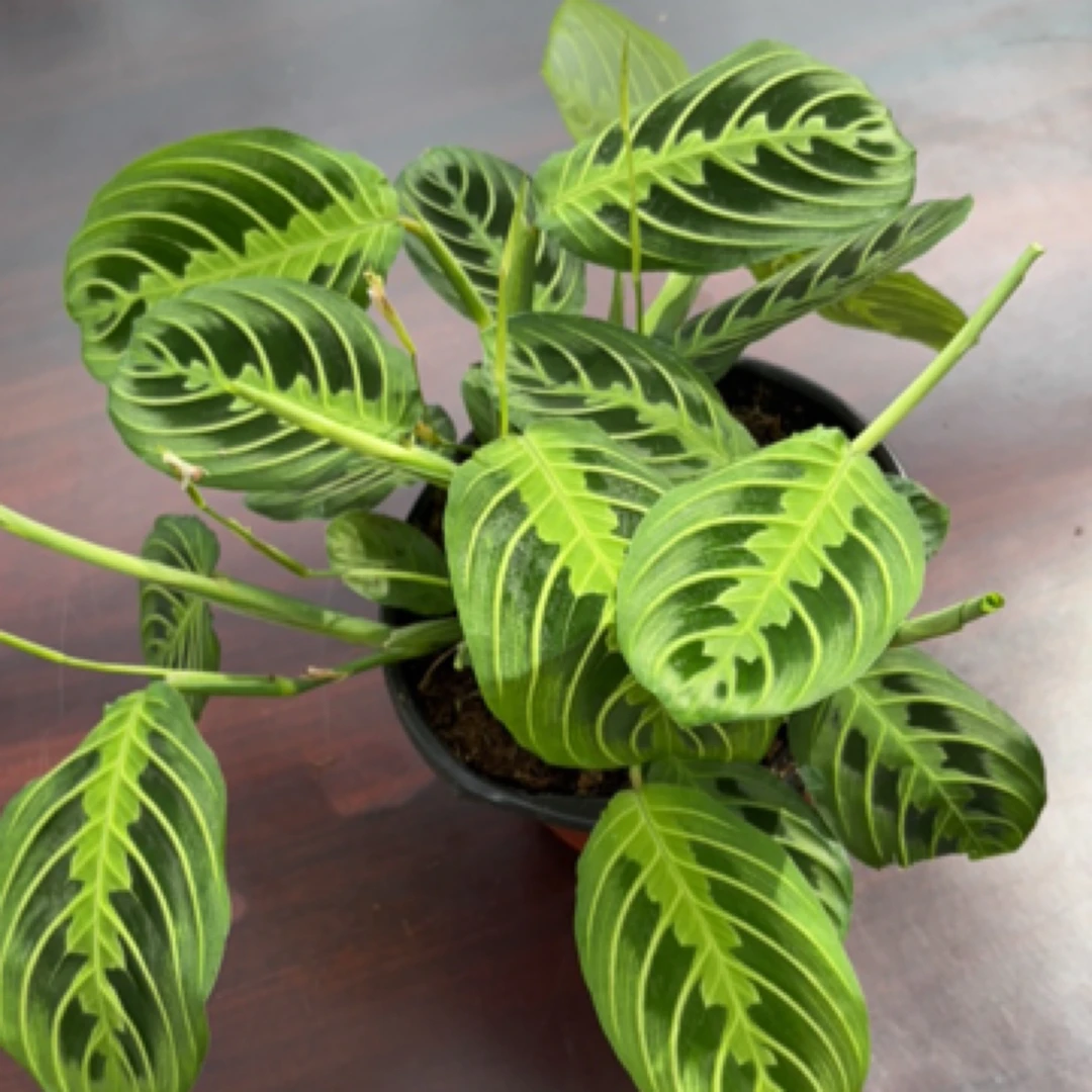 绿叶蝉竹芋盆栽室内好养耐阴吸甲醛绿植