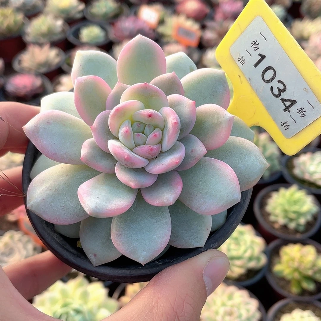 梦露锦1034号多肉