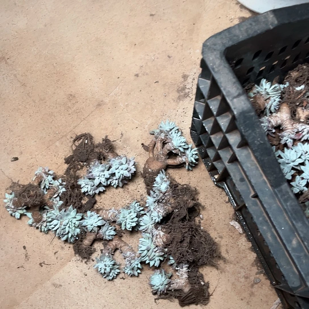 白菊仙女杯多肉10颗多肉