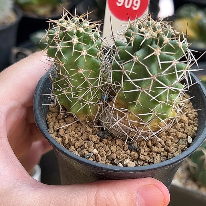 实生双头金碧丸一棵仙人球