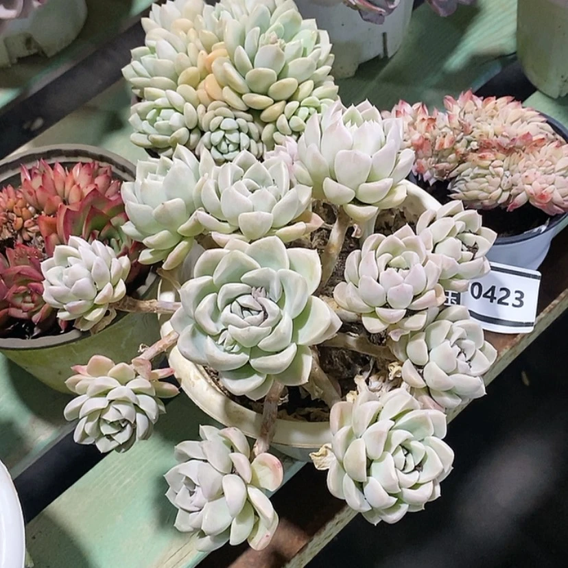 【闪购商品】这***白奶油美人0423